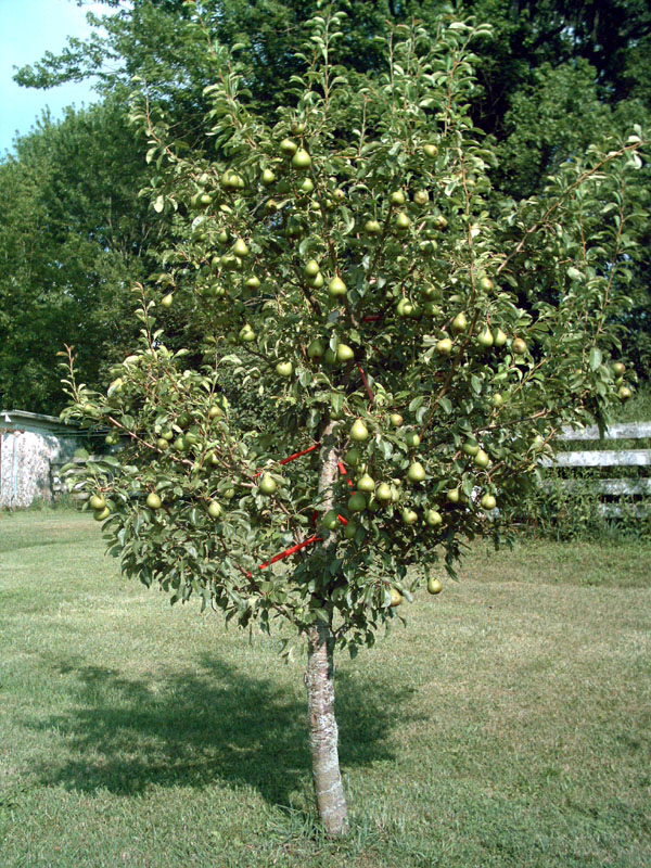 Asian Pear Dwarf Tree 33
