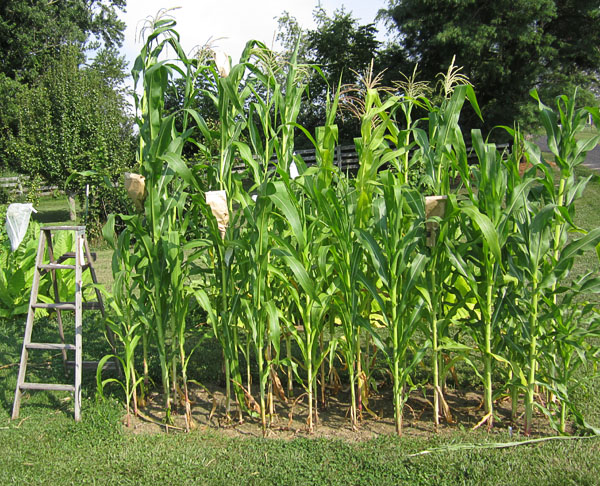 Pollinating Corn Hand-Pollination of Corn (Maize) | Fair Trade Tobacco | How to Grow ...