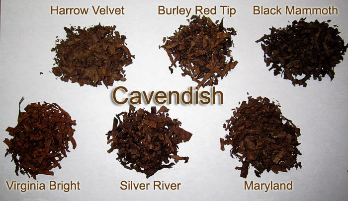 Golden cavendish? Fair Trade Tobacco How to Grow, Cure and Process